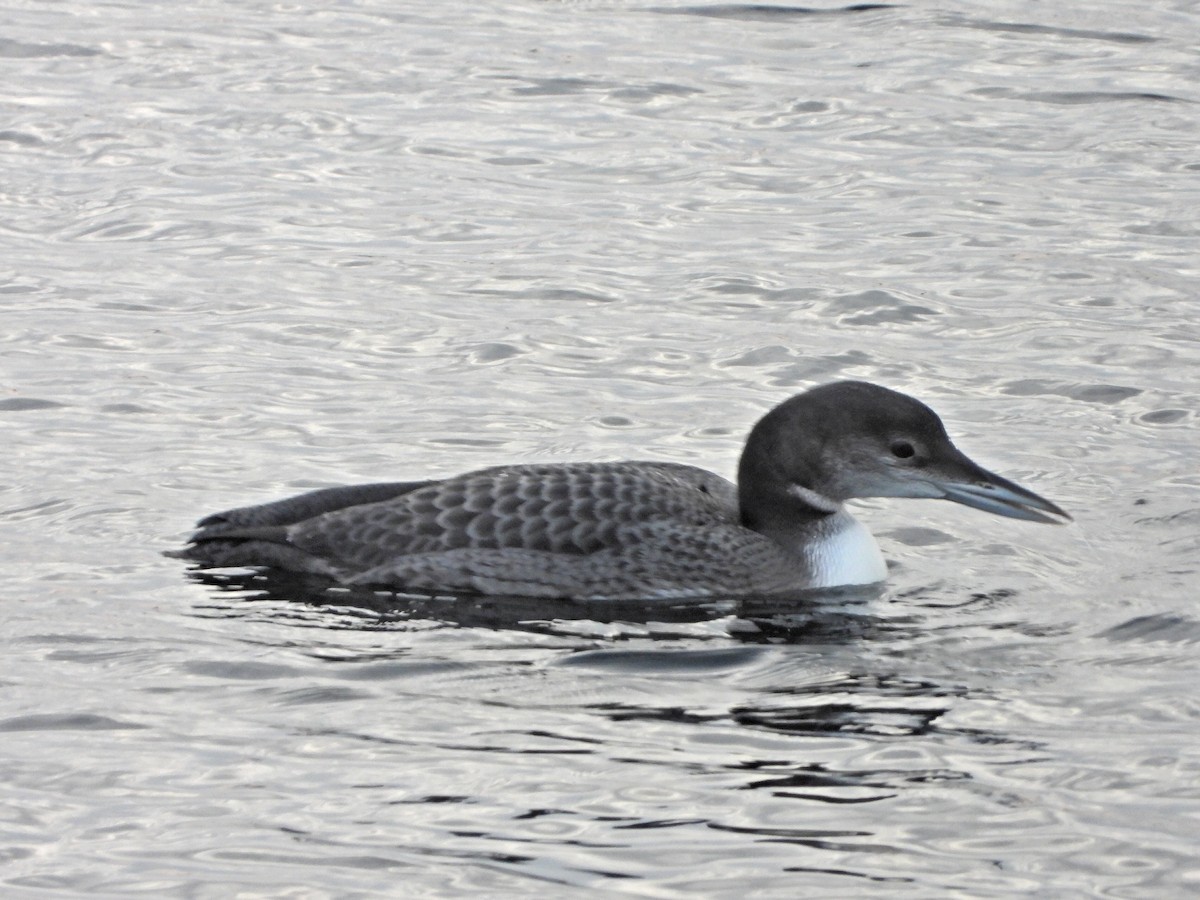 Common Loon - ML645273421