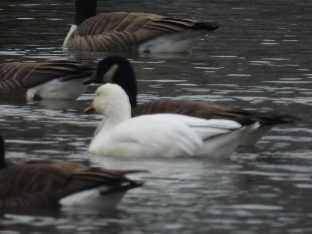 Snow Goose - ML645273427