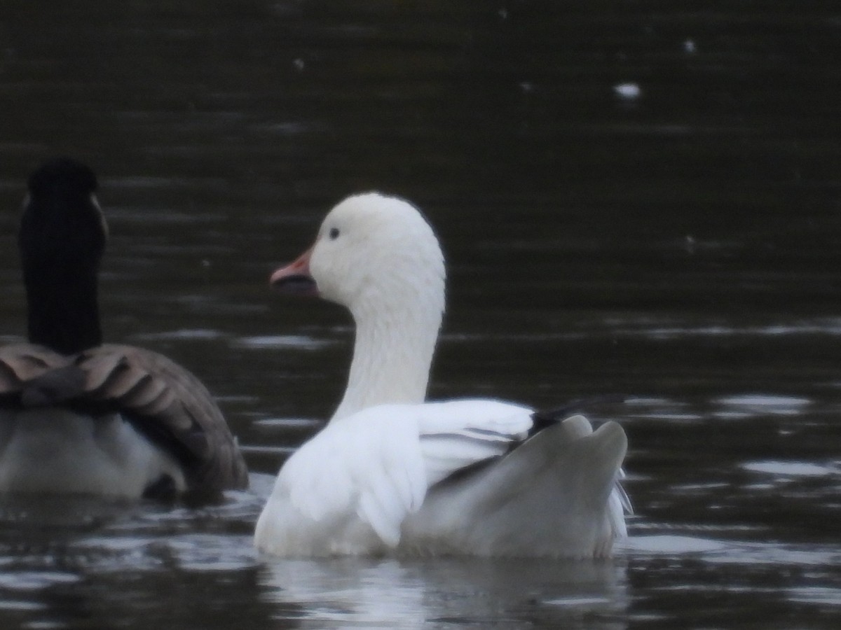 Snow Goose - ML645273428
