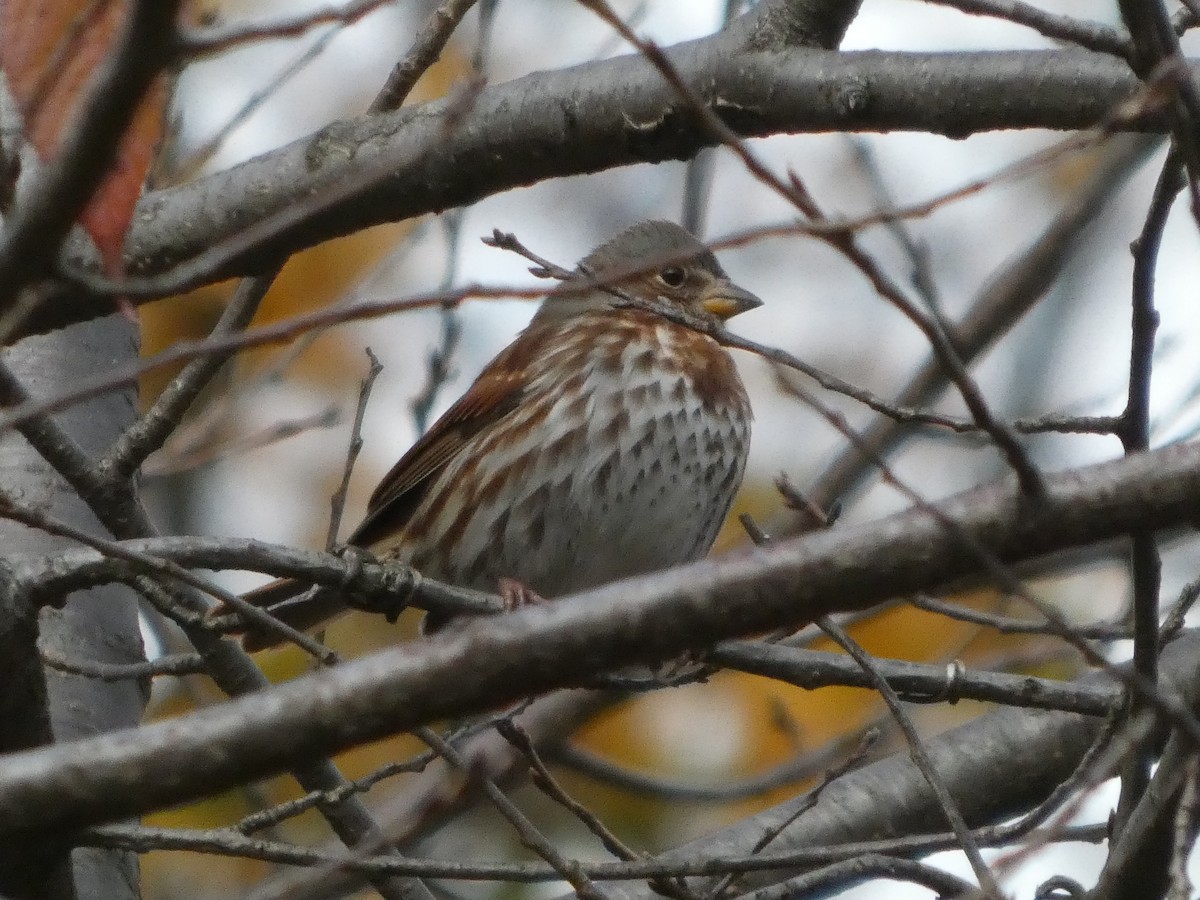 Fox Sparrow - ML645273429