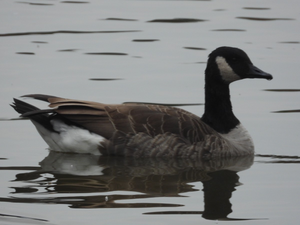 Canada Goose - ML645273437