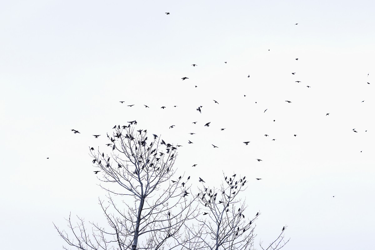 黃連雀 - ML645273442