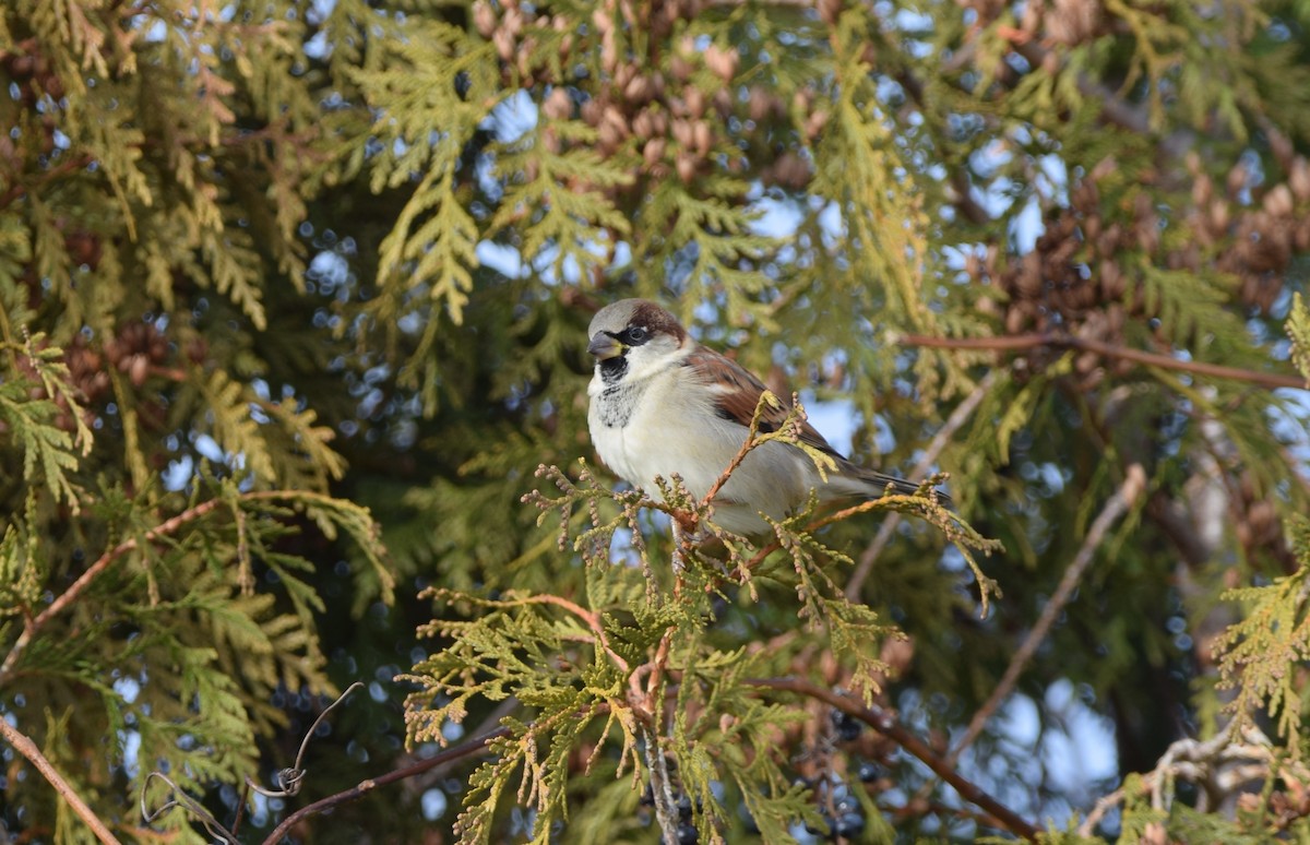 House Sparrow - ML645273443