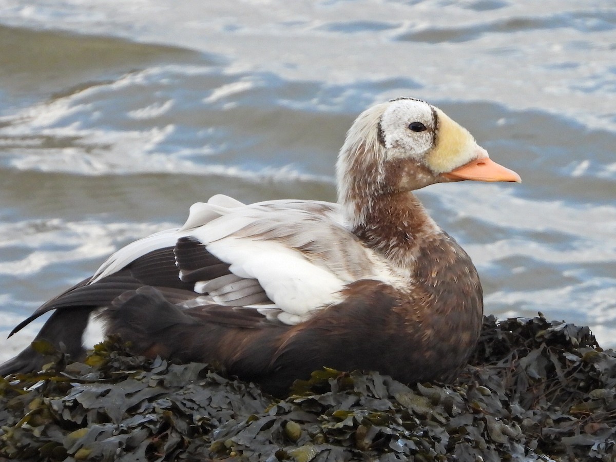 brilleærfugl - ML645273461