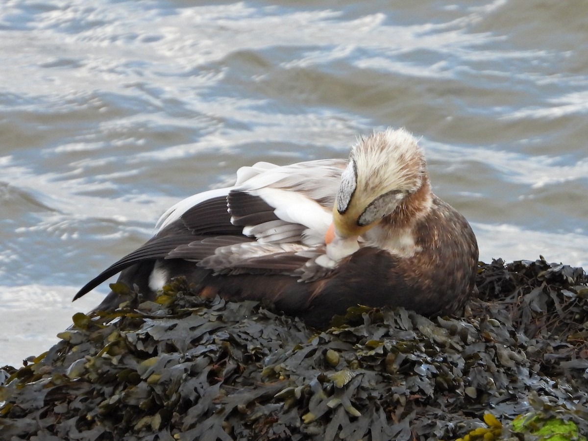 brilleærfugl - ML645273464