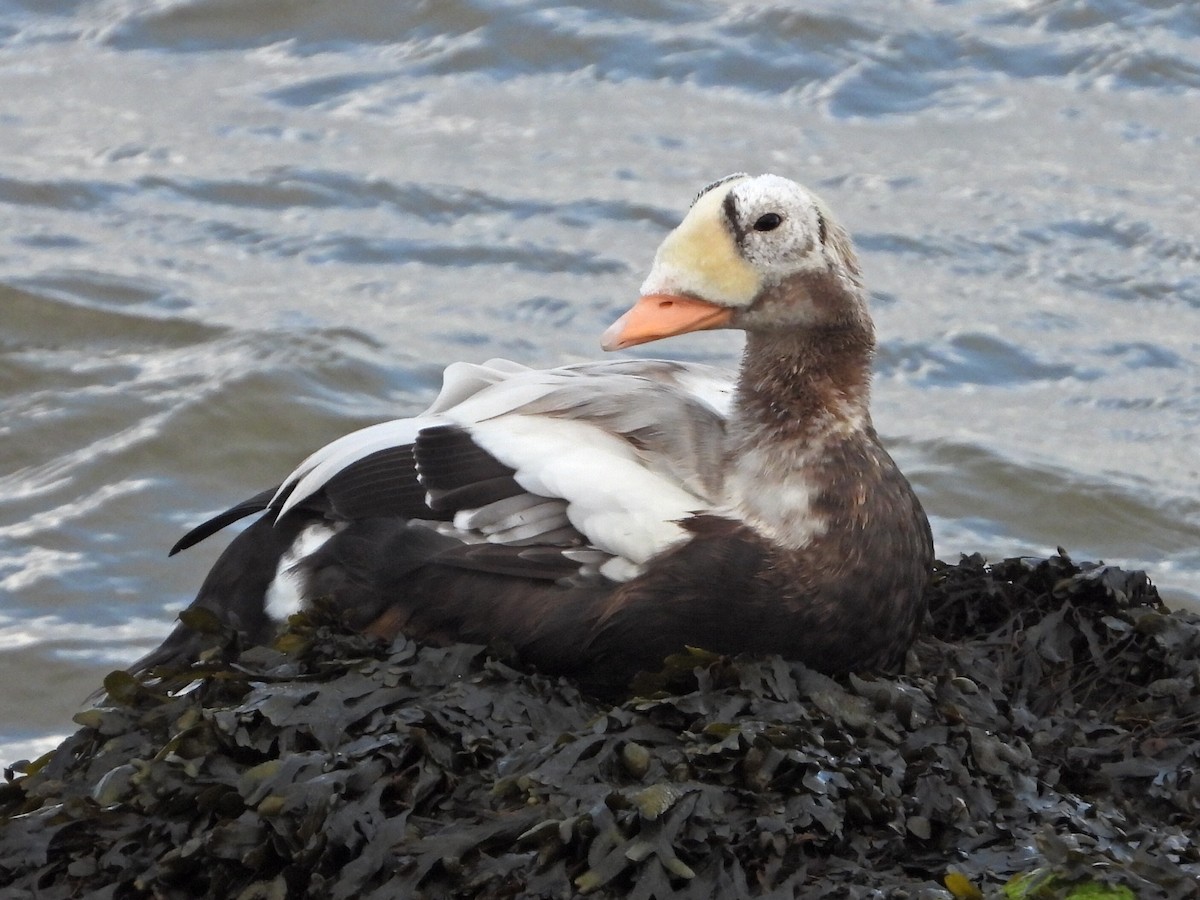 brilleærfugl - ML645273466