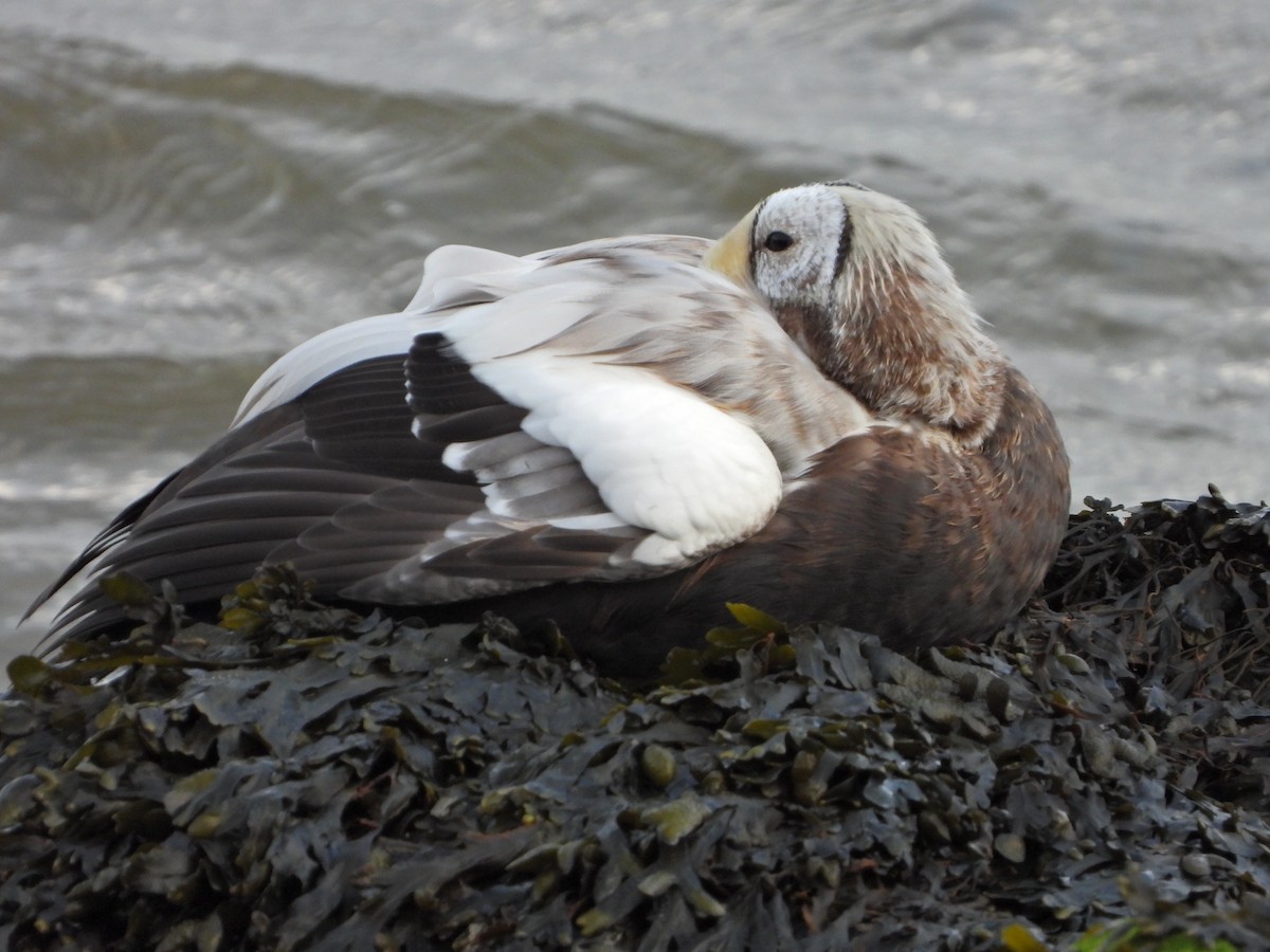 brilleærfugl - ML645273467