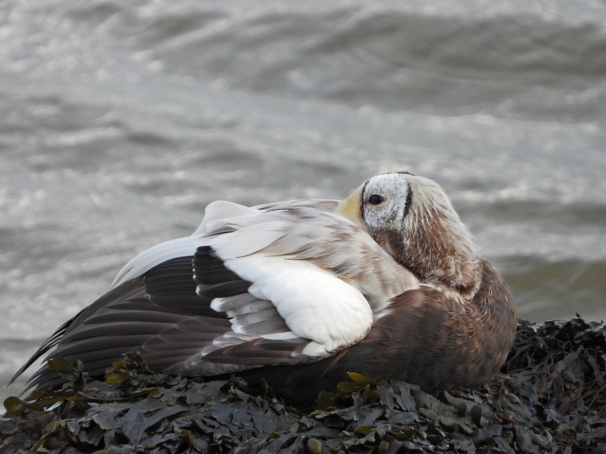 brilleærfugl - ML645273468