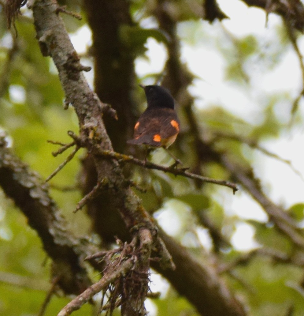 American Redstart - ML645273469