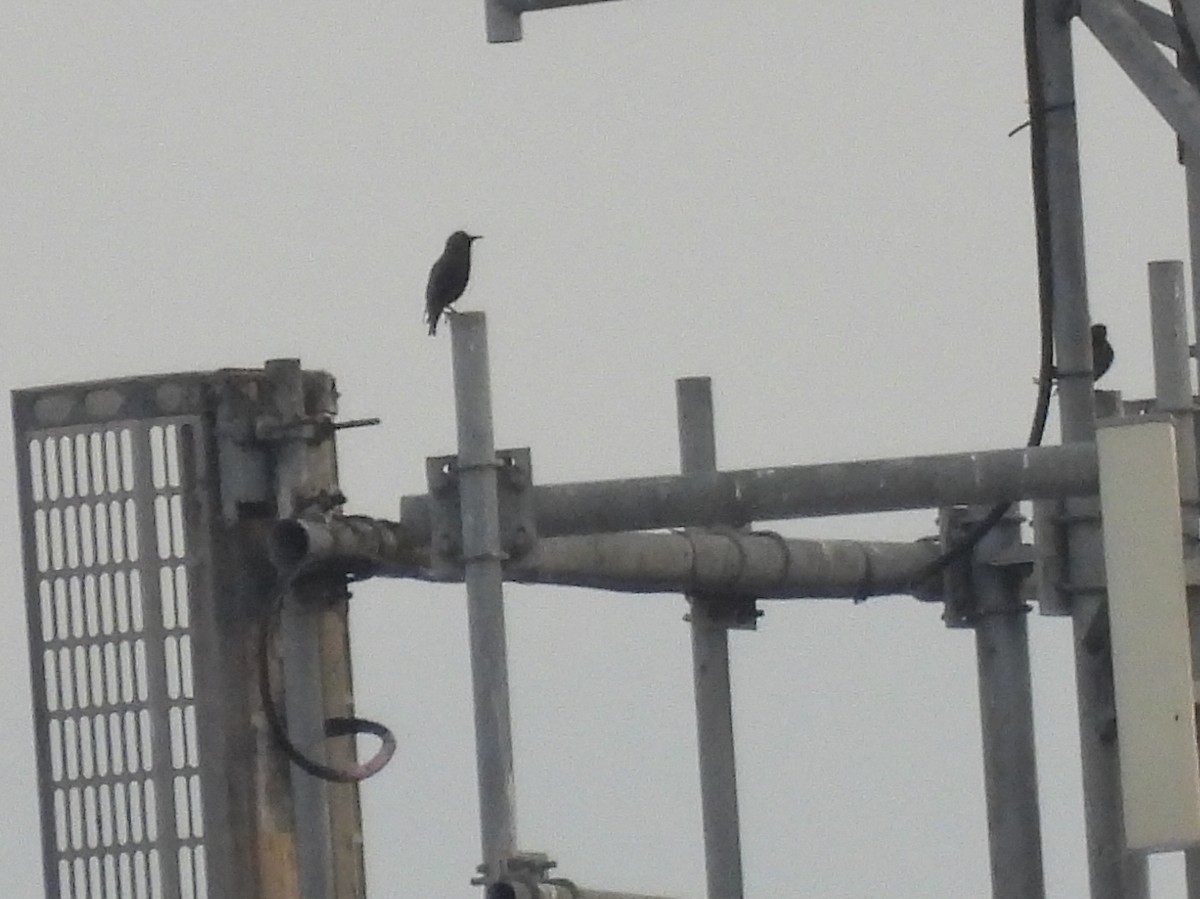 Шпак звичайний - ML645273499