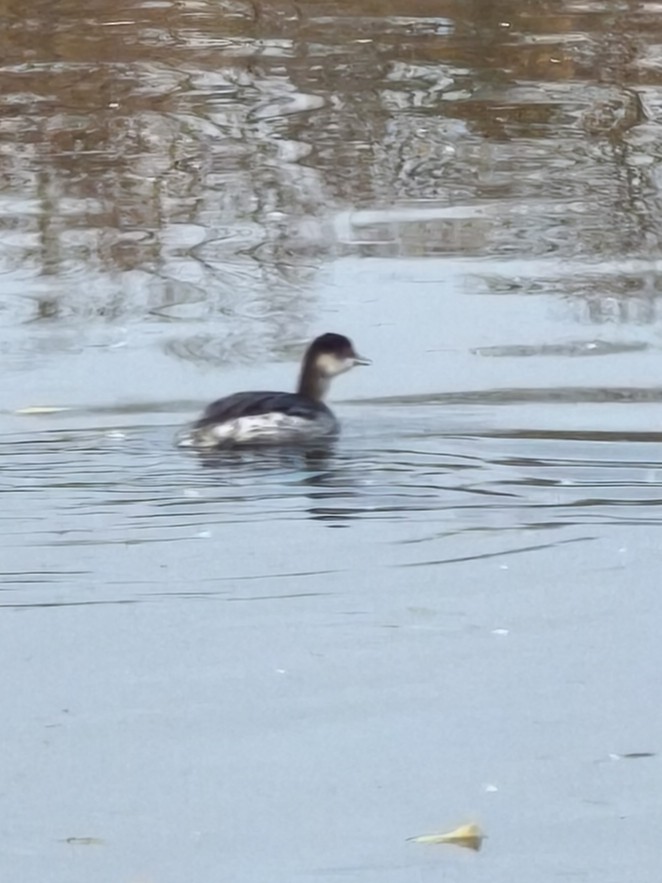 Grèbe à cou noir - ML645273500