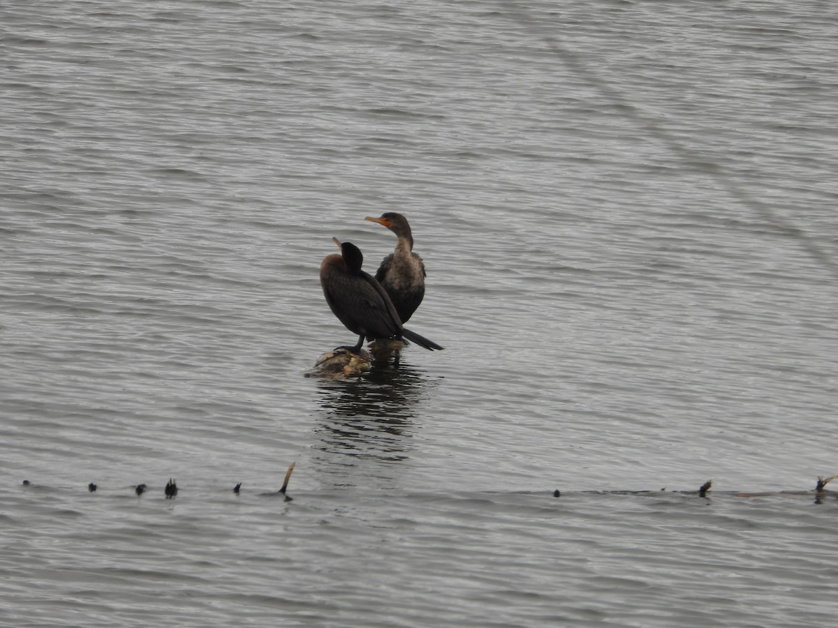 Double-crested Cormorant - ML645273505