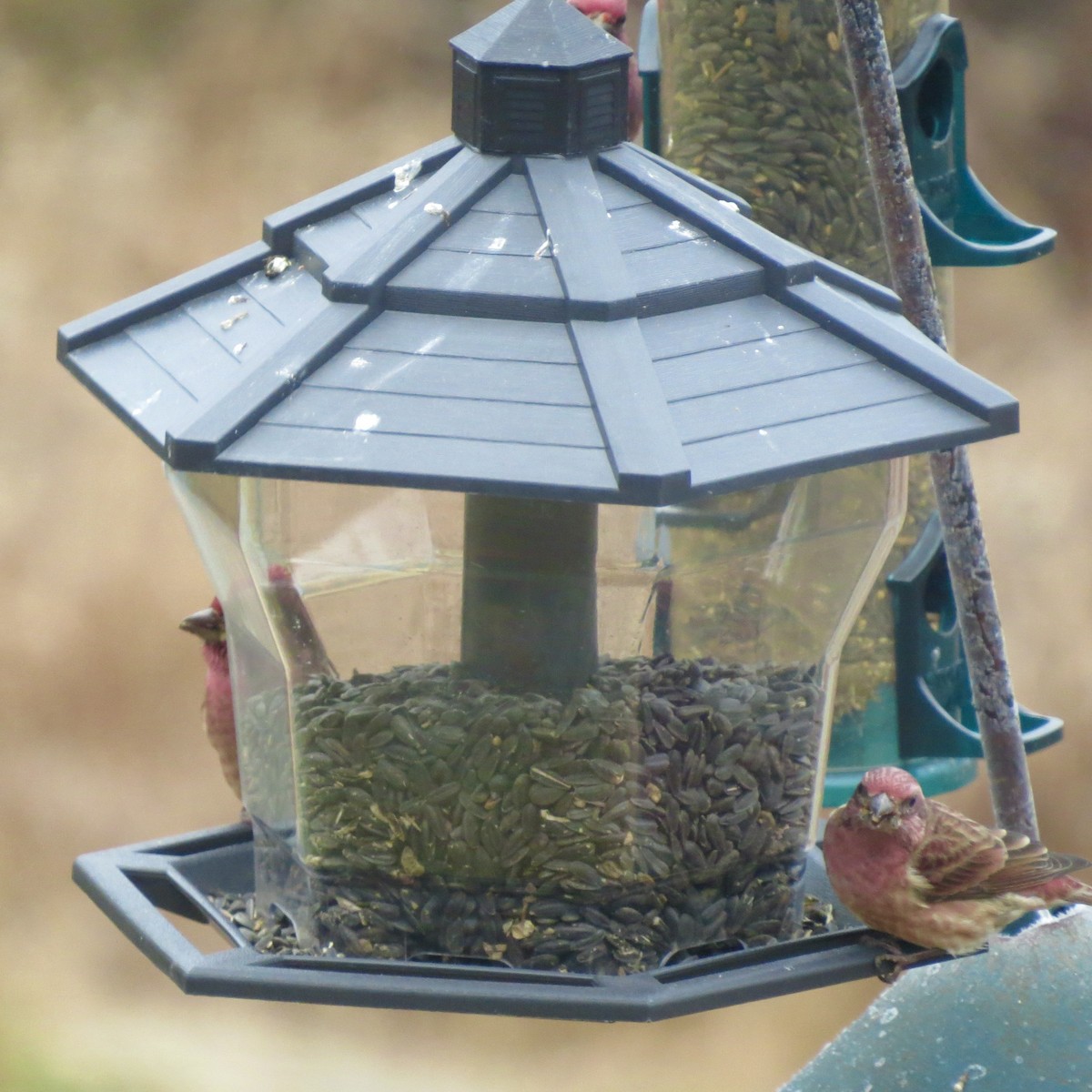 purpurfink - ML645273509