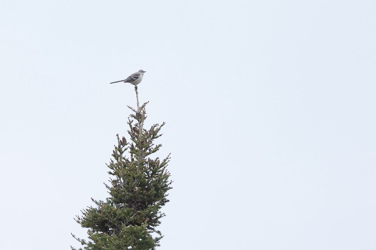 Northern Mockingbird - ML645273511