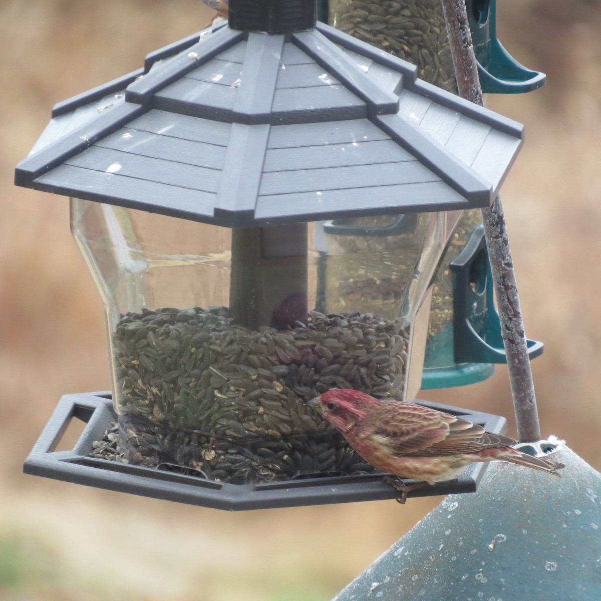 purpurfink - ML645273514