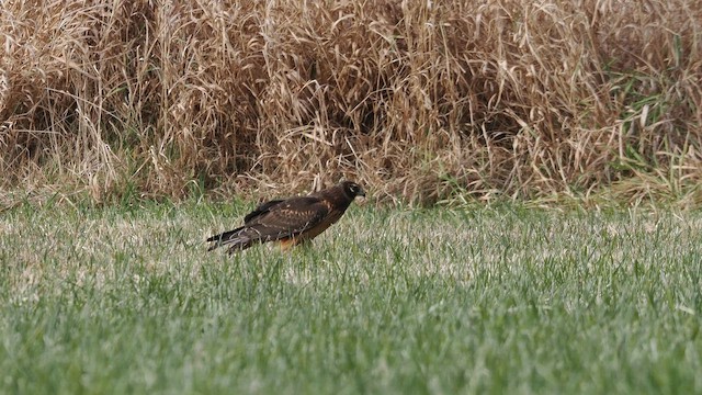 Лунь американський - ML645273515