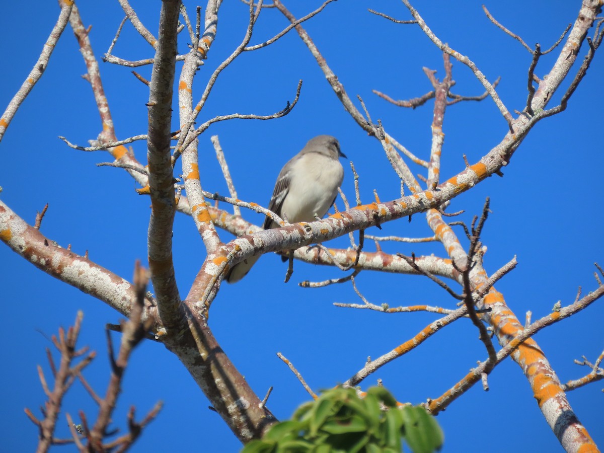 Northern Mockingbird - ML645273519