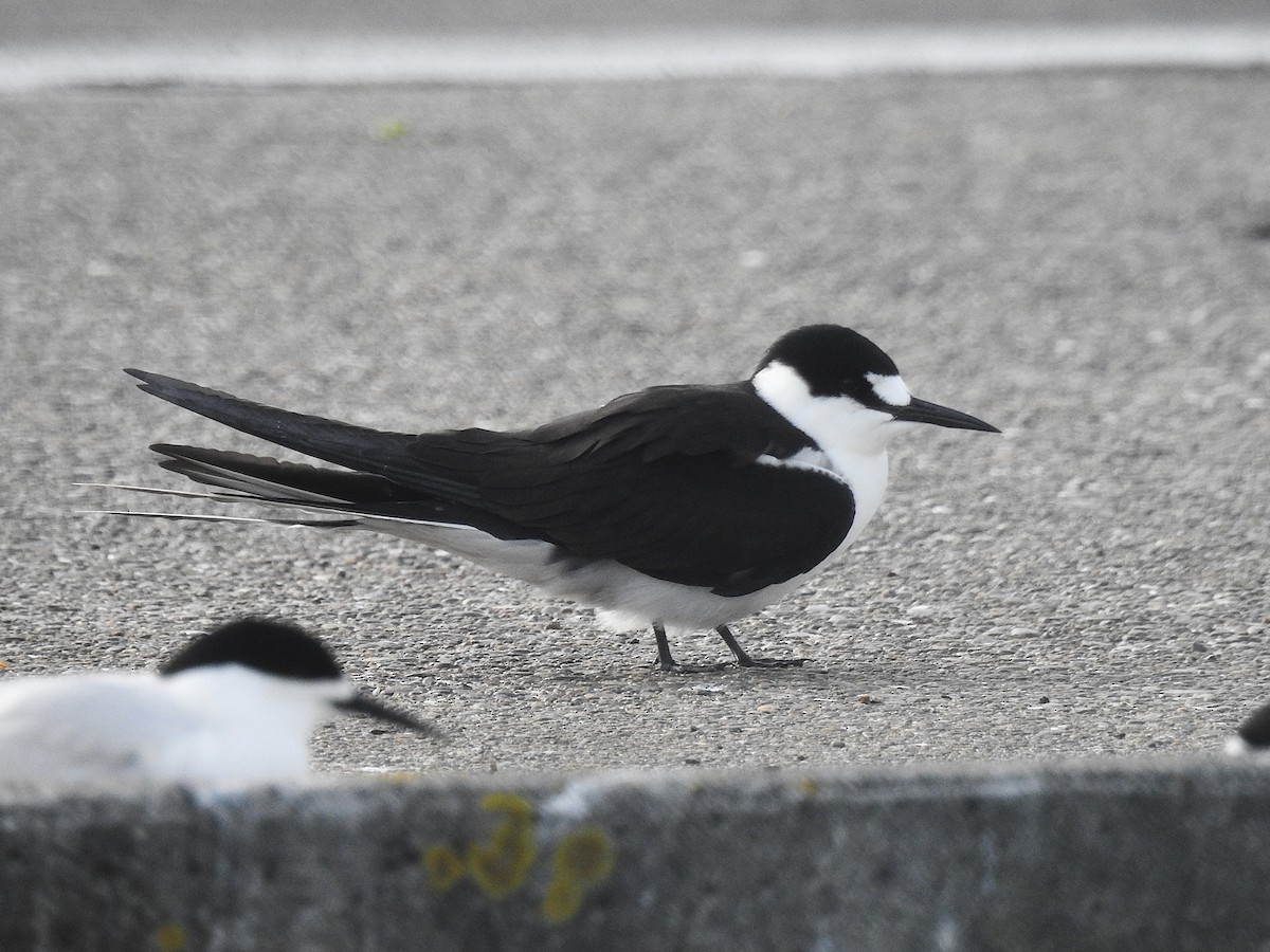 rybák černohřbetý - ML645273526