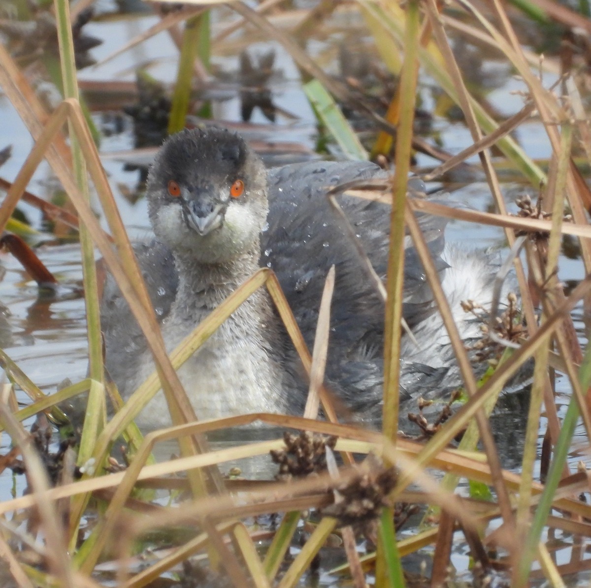 Grèbe à cou noir - ML645273528