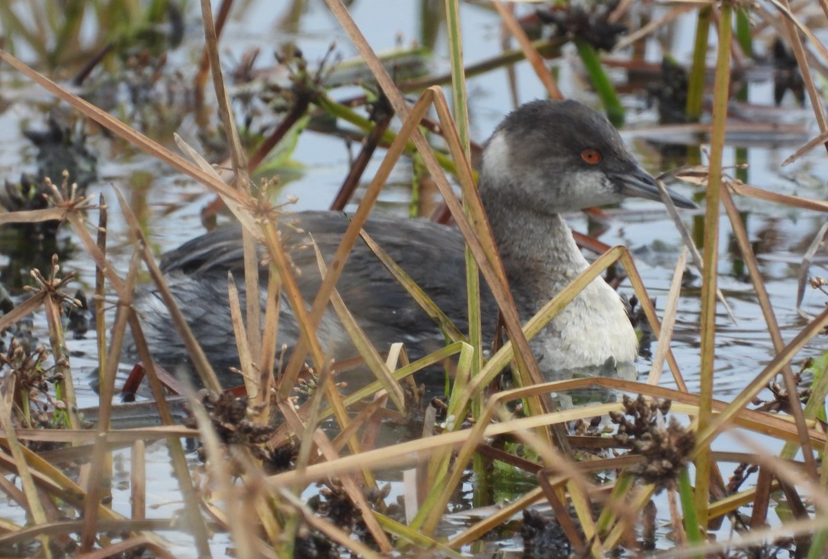 Grèbe à cou noir - ML645273529