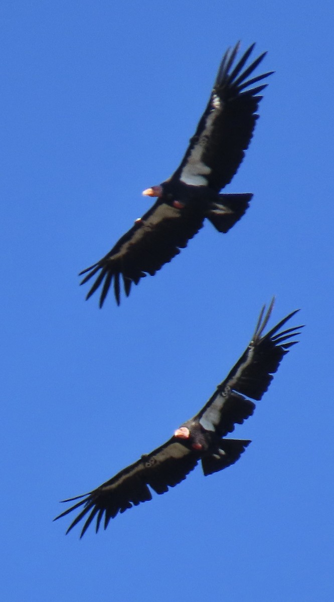 Kalifornienkondor - ML645273535