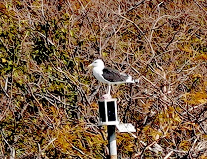 Büyük Kara Sırtlı Martı - ML645273536