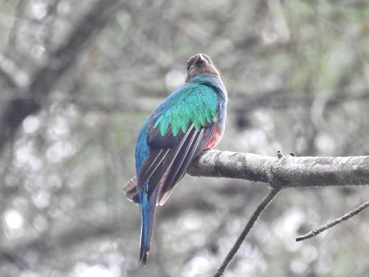 Golden-headed Quetzal - ML645273538