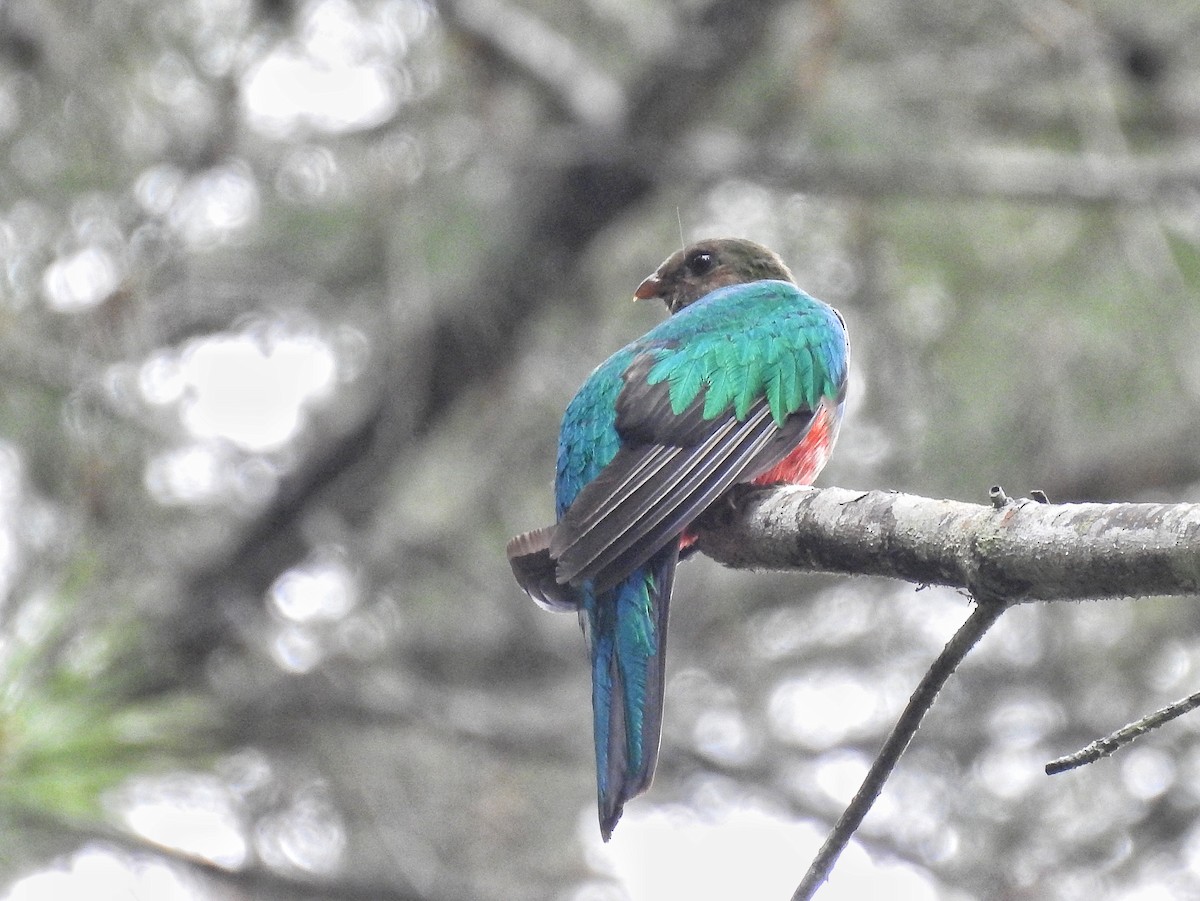 キンガシラカザリキヌバネドリ - ML645273539