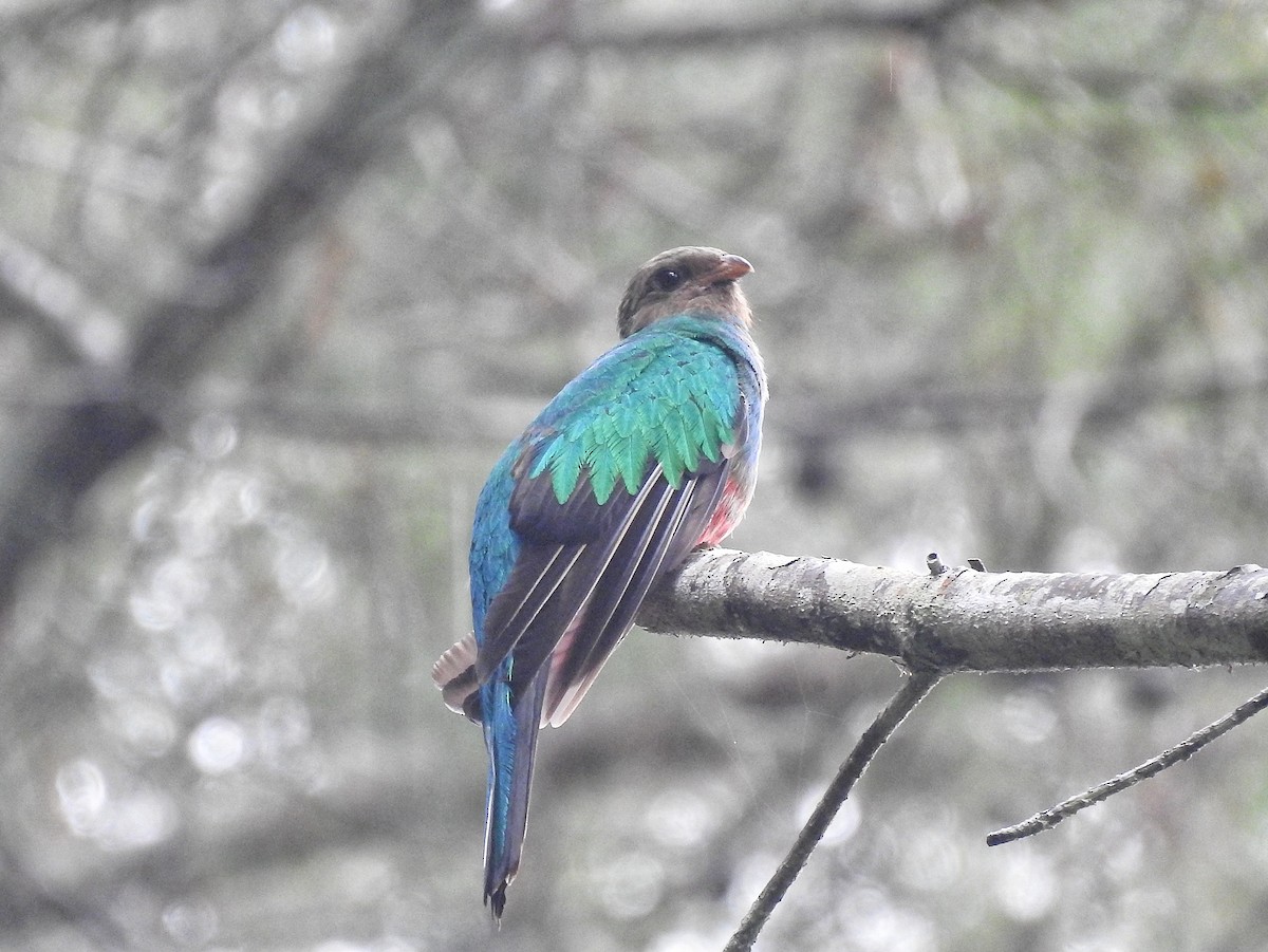 Golden-headed Quetzal - ML645273540