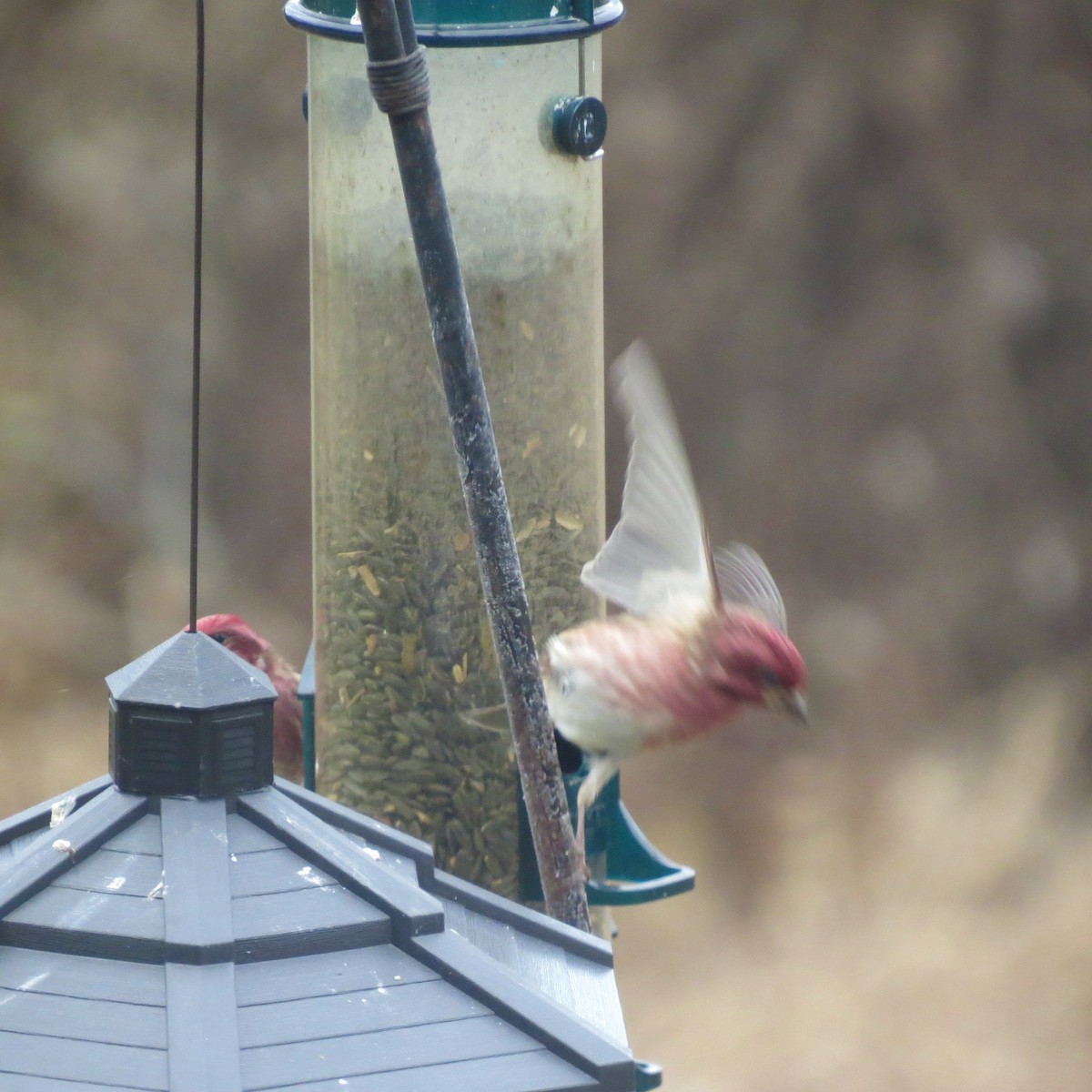 purpurfink - ML645273548