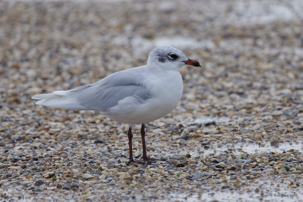 Mediterranean Gull - ML645273549