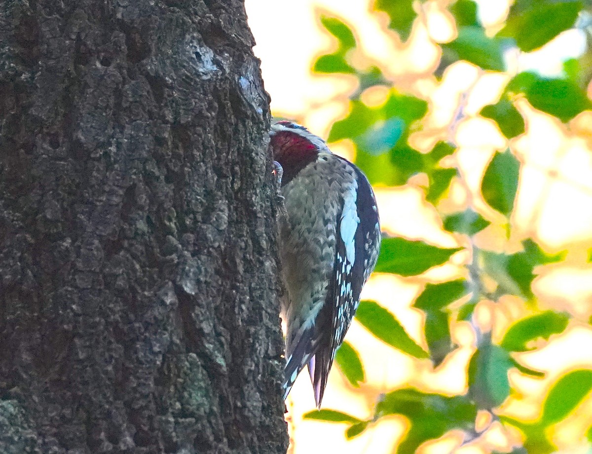 シルスイキツツキ - ML645273550