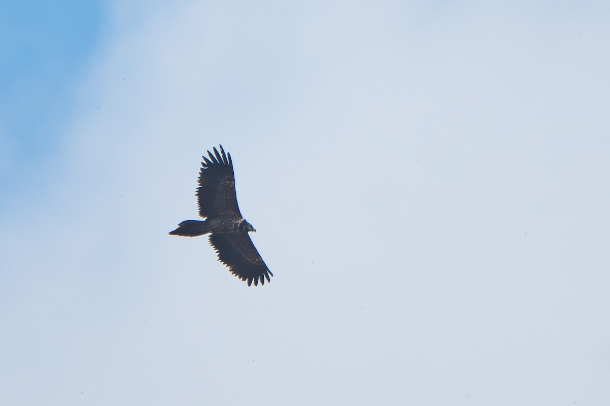 ヒゲワシ - ML645273552