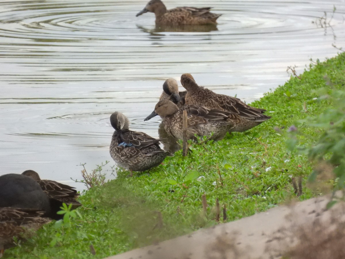 ミカヅキシマアジ - ML645273553