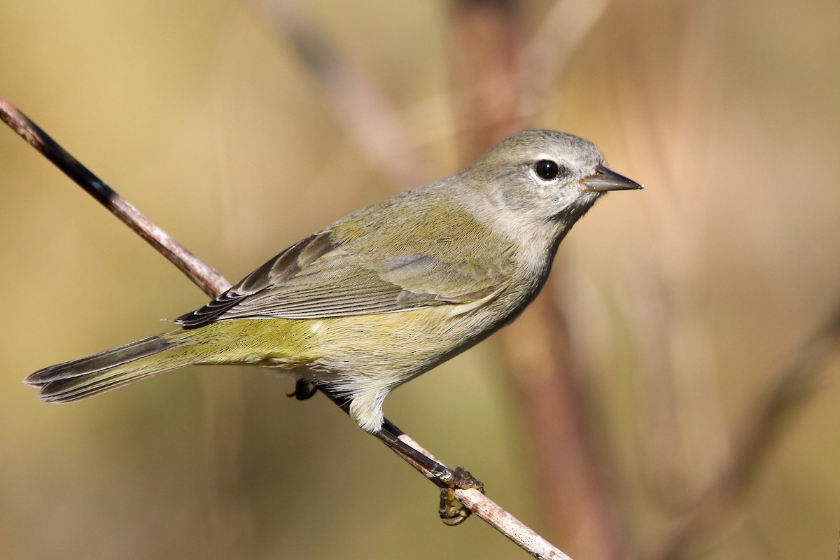 サメズアカアメリカムシクイ - ML645273554