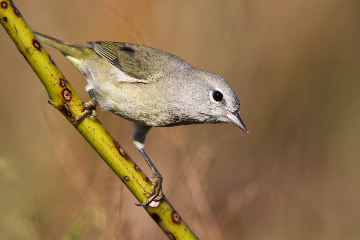 サメズアカアメリカムシクイ - ML645273555