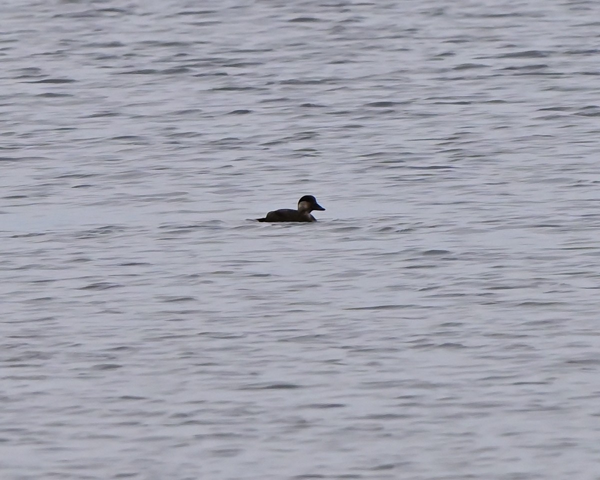 クロガモ - ML645273557