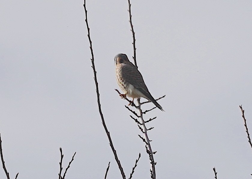 アメリカチョウゲンボウ - ML645273558