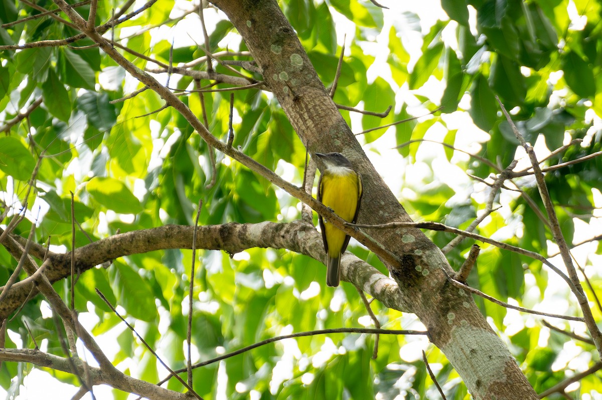 コバシタイランチョウ - ML645273561