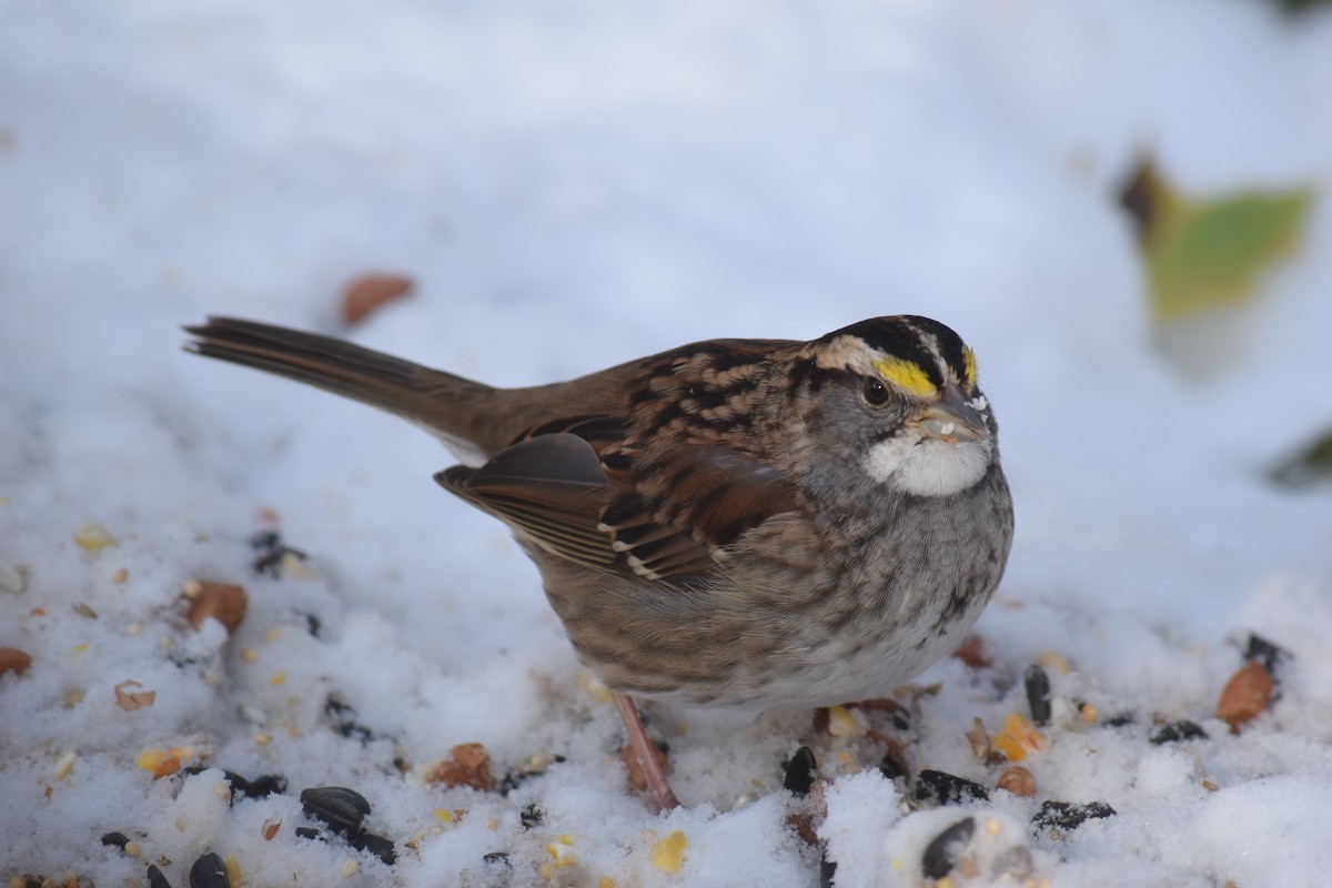 ノドジロシトド - ML645273564