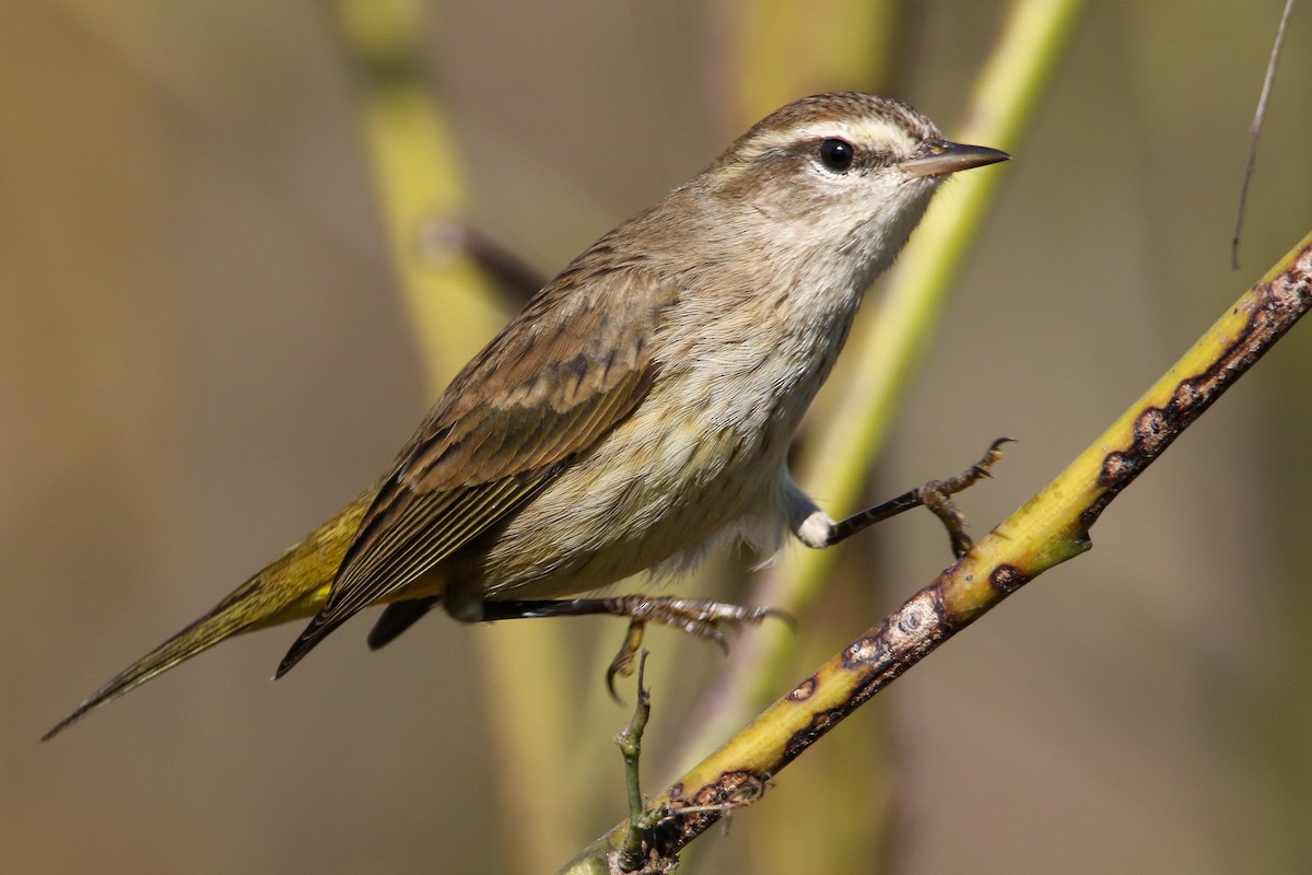 ヤシアメリカムシクイ - ML645273565