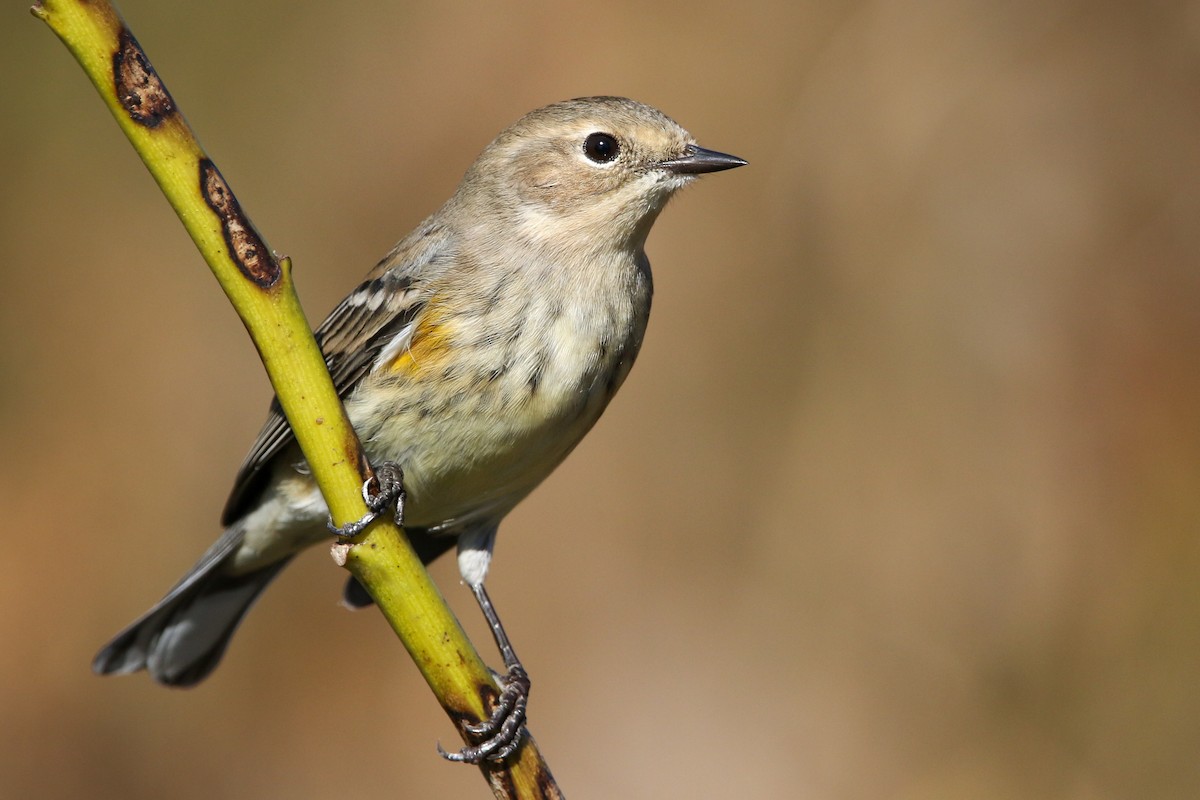 キヅタアメリカムシクイ - ML645273567