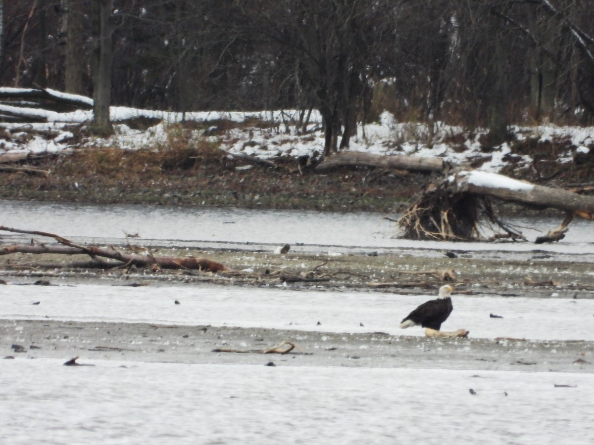 ハクトウワシ - ML645273568