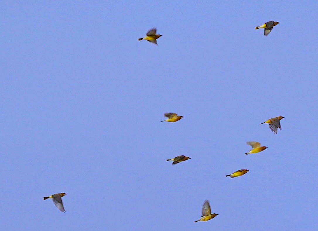 ヒメレンジャク - ML645273569