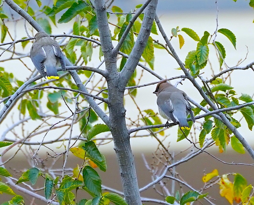 ヒメレンジャク - ML645273570