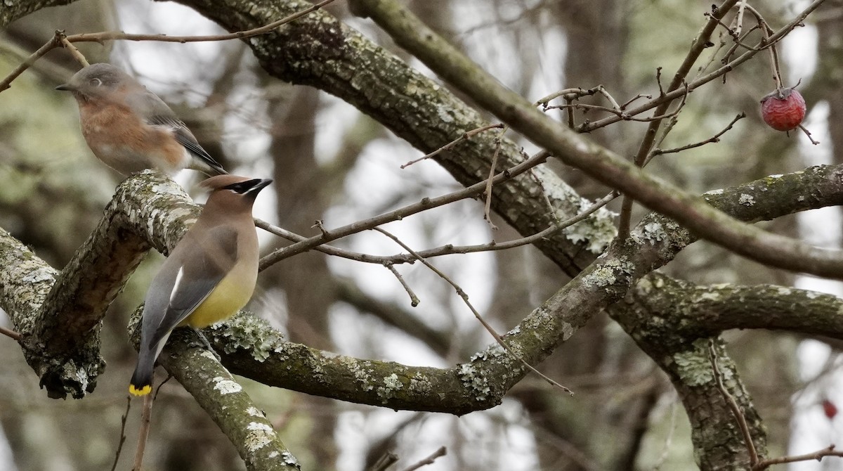 ヒメレンジャク - ML645273571