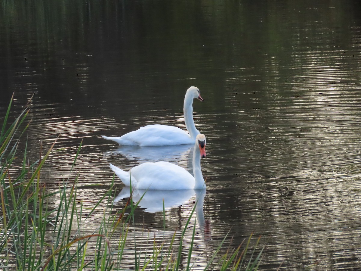 コブハクチョウ - ML645273573
