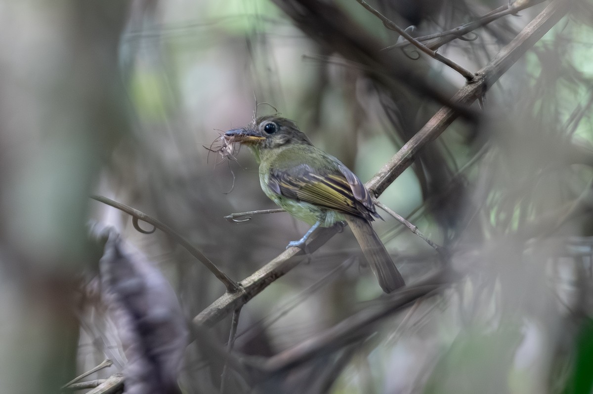 Western Olivaceous Flatbill - ML645273579