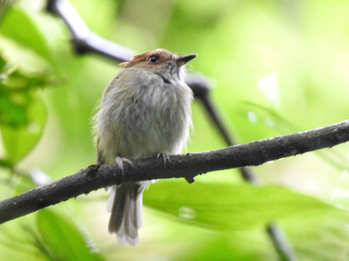 カンムリハエトリ - ML645273581