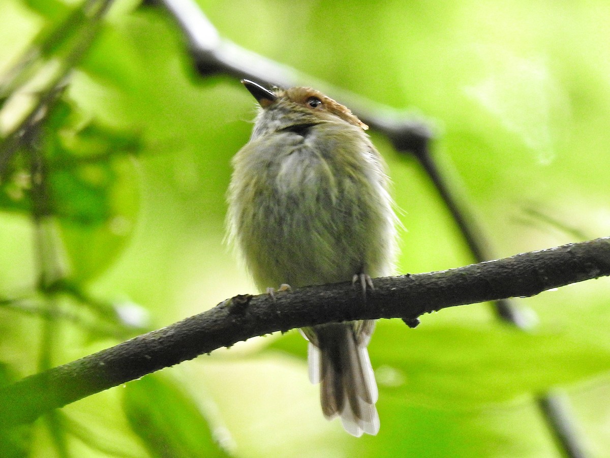 カンムリハエトリ - ML645273582